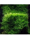 Taxiphyllum barbieri (Anciennement: Vesicularia dubyana) 4,00 €