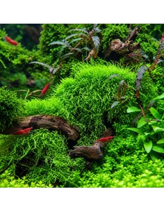 Utricularia graminifolia In Vitro Cup - Aquabota.com