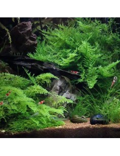 Vesicularia montagnei 'Christmas Moss' Tropica 7,99 €