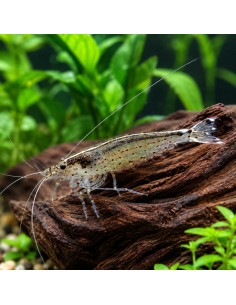 Lot 20 Caridina Japonica (Amano) – Anti-algues pour aquarium planté