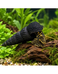Tylomelania towutensis  4-5cm Wild