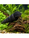 Tylomelania towutensis