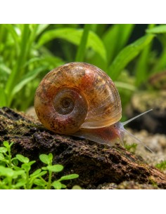 Planorbe des étangs (Planorbella sp.) 2cm