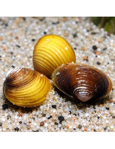 Palourde Corbicula dorée (Corbicula javanicus Gold) 1-2cm