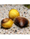 Corbicula Javanicus Gold 1-2cm
