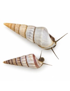 Brotia Herculae 4-5cm Wild