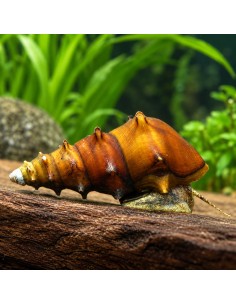 Brotia Padogula 3-4cm Wild