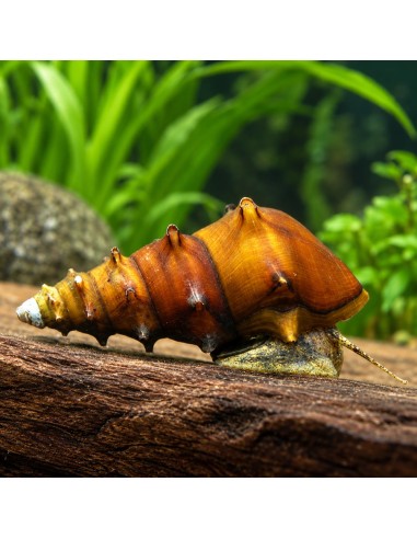 Brotia Padogula 3-4cm Wild