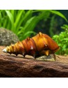 Brotia Padogula 3-4cm Wild
