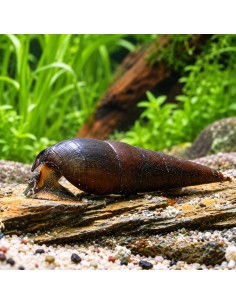 Escargot corne de buffle Faunus ater (Faunus ater) 5-6cm Wild