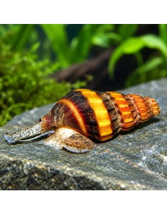 Anentome Helena 1,2-1,5cm Wild