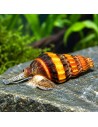 Anentome Helena 1,2-1,5cm Wild