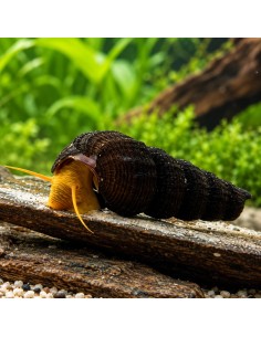 Escargot Golden rabbit  (Tylomelania sp. Orange Poso) 4-5cm Wild