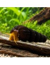 Tylomelania Sp. Orange Poso 4-5cm Wild