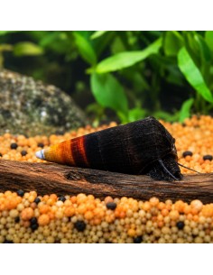 Escargot Faunus bicolore (Faunus sp. "bicolor") 3-4cm