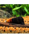 Faunus sp. "bicolor" 3-4cm