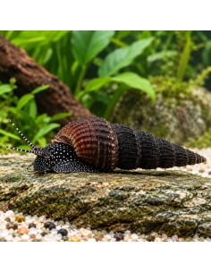 Escargot Tylomelania patriarchalis (Tylomelania patriarchalis)