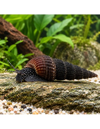Tylomelania patriarchalis