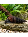 Tylomelania patriarchalis