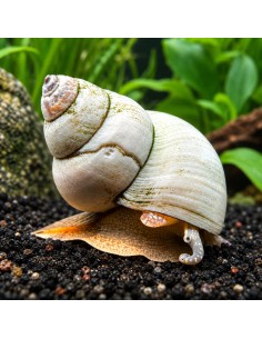 Filopaludina martensis