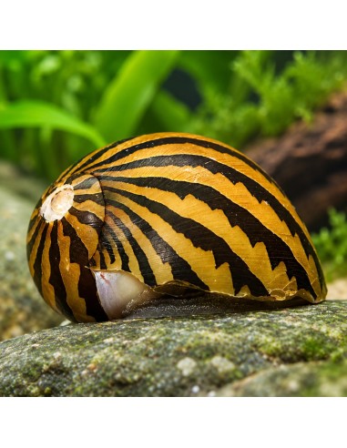 Néritine Turrita (Neritina turrita) 1-1,5cm