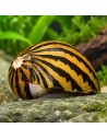 Néritine Turrita (Neritina turrita) 1-1,5cm