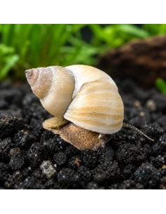 Escargot Filopaludina martensi (Filopaludina martensi) 3-3,5cm Wild