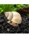 Escargot Filopaludina martensi (Filopaludina martensi) 3-3,5cm Wild