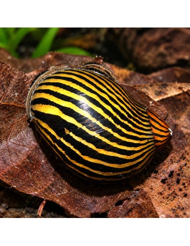 Escargot zébré Filopaludina (Filopaludina sp. Zebra) 1-1,5cm Wild