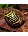 Escargot zébré Filopaludina (Filopaludina sp. Zebra) 1-1,5cm Wild