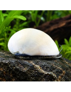 Néritina Beluga (Neritina sp. Beluga) 1-1,5cm Wild (1pc)