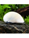 Néritina Beluga (Neritina sp. Beluga) 1-1,5cm Wild (1pc)