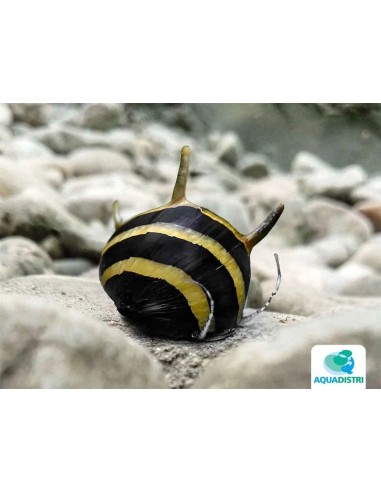 Neritina Sp. Spiral Horn 0,5-1cm Wild