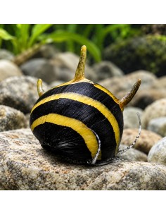 Néritina Spiral Horn (Neritina sp. Spiral Horn) 0,5-1cm Wild