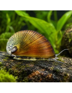 Néritine noire Pulligera (Neritina pulligera) 1-1,5cm Wild