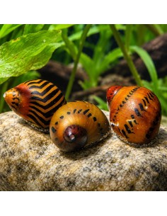 Neritina Sp. Assorted 1-1,5cm Wild