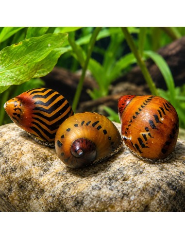 Néritine assortiment (Neritina sp. Assorted) 1-1,5cm Wild