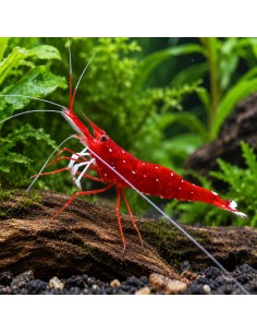 Caridina dennerli (Lake Matano) – Sulawesi 'Matano Blue Dot'