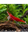 Caridina dennerli (Lake Matano) – Sulawesi 'Matano Blue Dot'