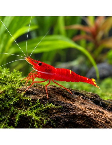 Caridina sp. (Lake Towuti) – Sulawesi 'Blossom Red'