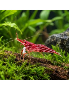 Caridina sp. (Lake Towuti) – Sulawesi 'Malili Red'