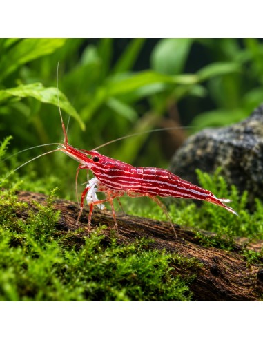 Caridina sp. (Lake Towuti) – Sulawesi 'Malili Red'