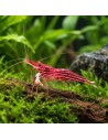 Caridina sp. (Lake Towuti) – Sulawesi 'Malili Red'