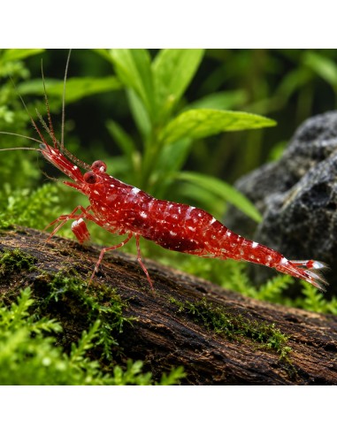 Caridina glaubrechti (Lake Matano) – Sulawesi 'Red Orchid'