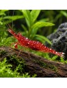 Caridina glaubrechti (Lake Matano) – Sulawesi 'Red Orchid'