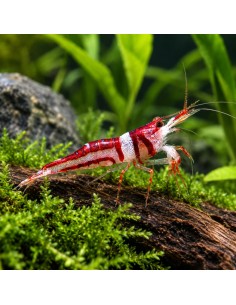 Caridina woltereckae (Lake Towuti) – Sulawesi 'Towuti Beauty'