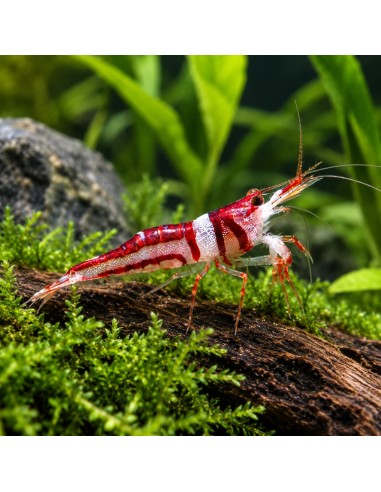 Caridina woltereckae (Lake Towuti) – Sulawesi 'Towuti Beauty'