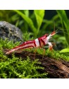 Caridina woltereckae (Lake Towuti) – Sulawesi 'Towuti Beauty'