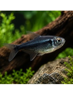 Tétra néon noir Black Diamond (Hyphessobrycon herbertaxelrodi Black Diamond) 2-2,5cm
