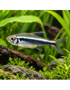 Hyphessobryconherbertaxelrodi 1,5-2cm